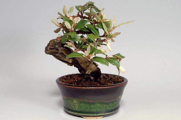 カングミI（かんぐみ・寒茱萸）実もの盆栽の販売と育て方・作り方・Eleagnus pungens bonsai