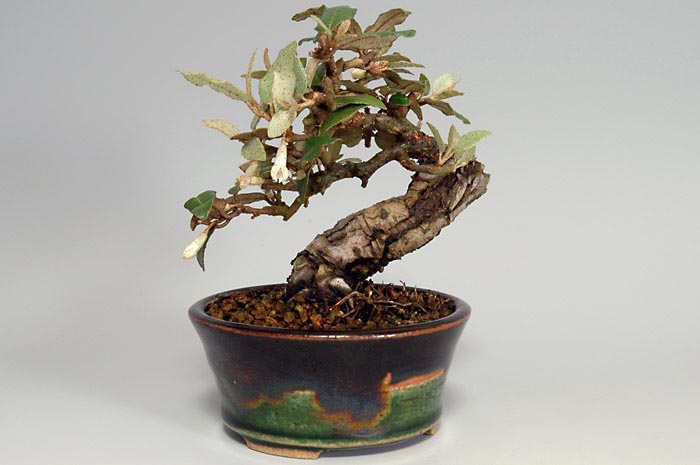 ミニ盆栽・カングミI（かんぐみ・寒茱萸）実もの盆栽を裏側から見た景色・Eleagnus pungens bonsai