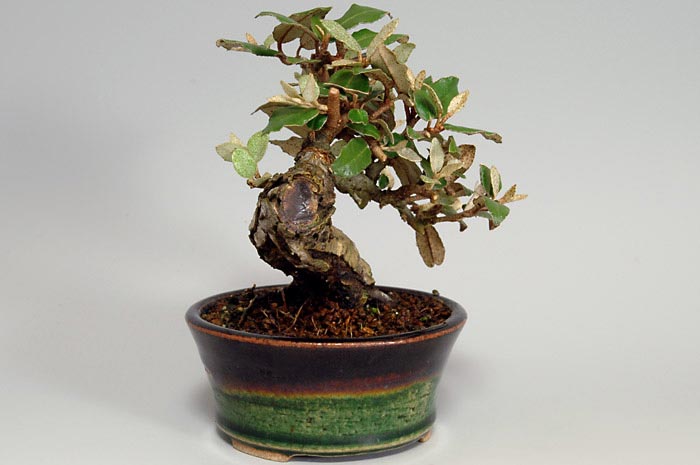 ミニ盆栽・カングミI（かんぐみ・寒茱萸）実もの盆栽を左側から見た景色・Eleagnus pungens bonsai