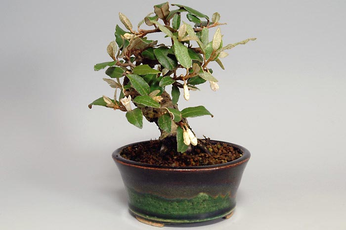 ミニ盆栽・カングミI（かんぐみ・寒茱萸）実もの盆栽を右側から見た景色・Eleagnus pungens bonsai