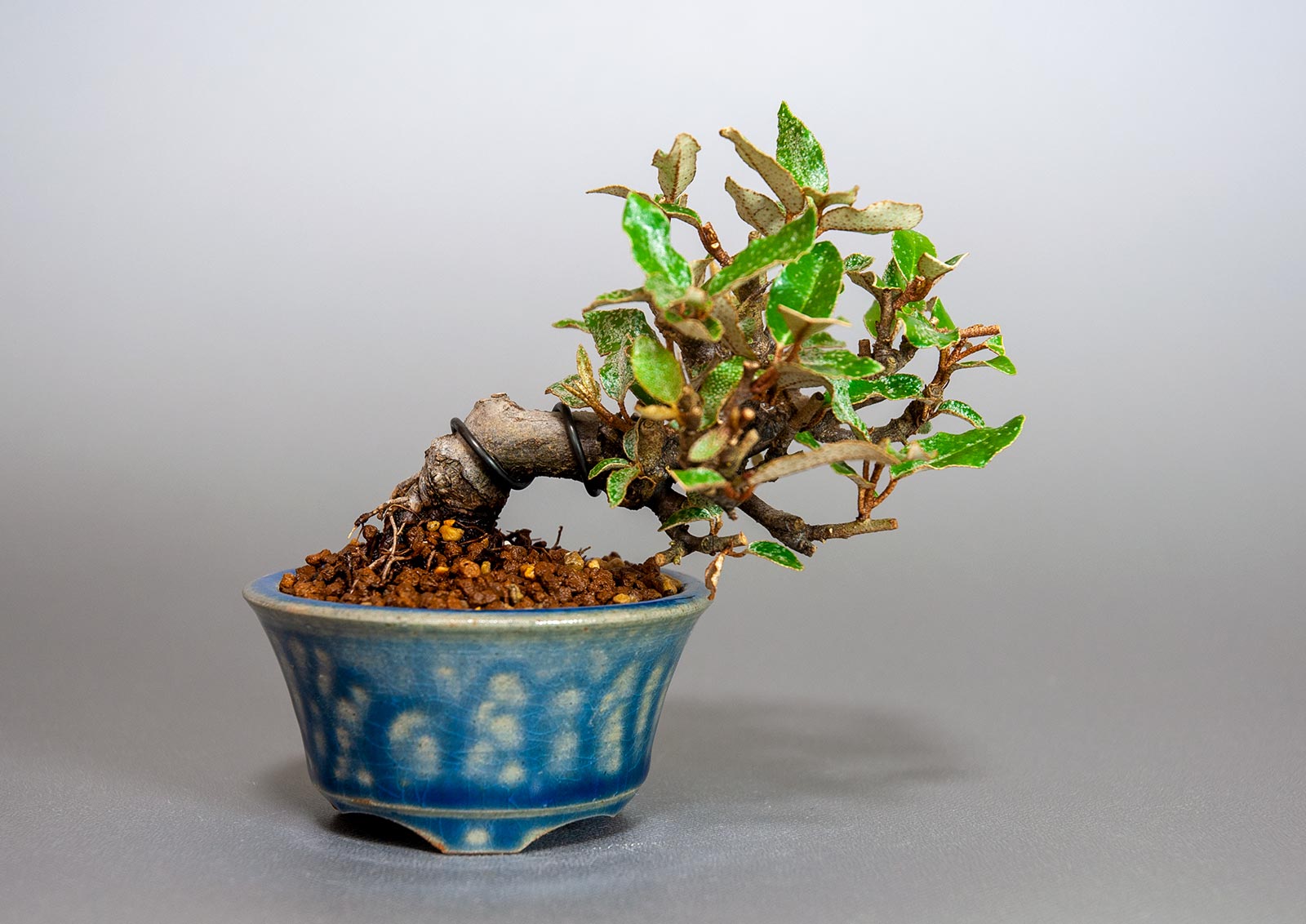 カングミ-I1（かんぐみ・寒茱萸）実もの盆栽の販売と育て方・作り方・Eleagnus pungens bonsai