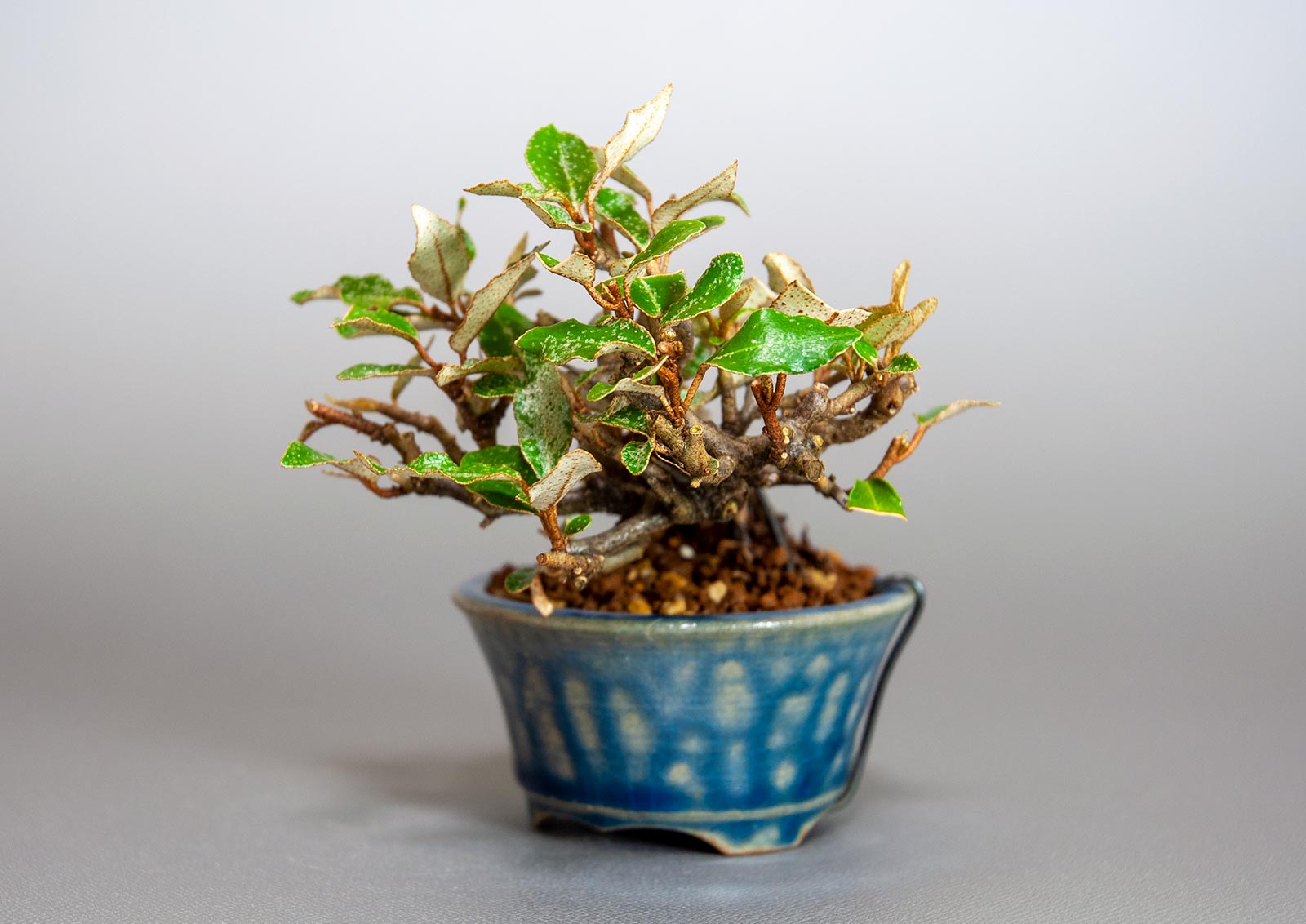 盆栽・カングミ-I1（かんぐみ・寒茱萸）実もの盆栽を右側から見た景色・Eleagnus pungens bonsai