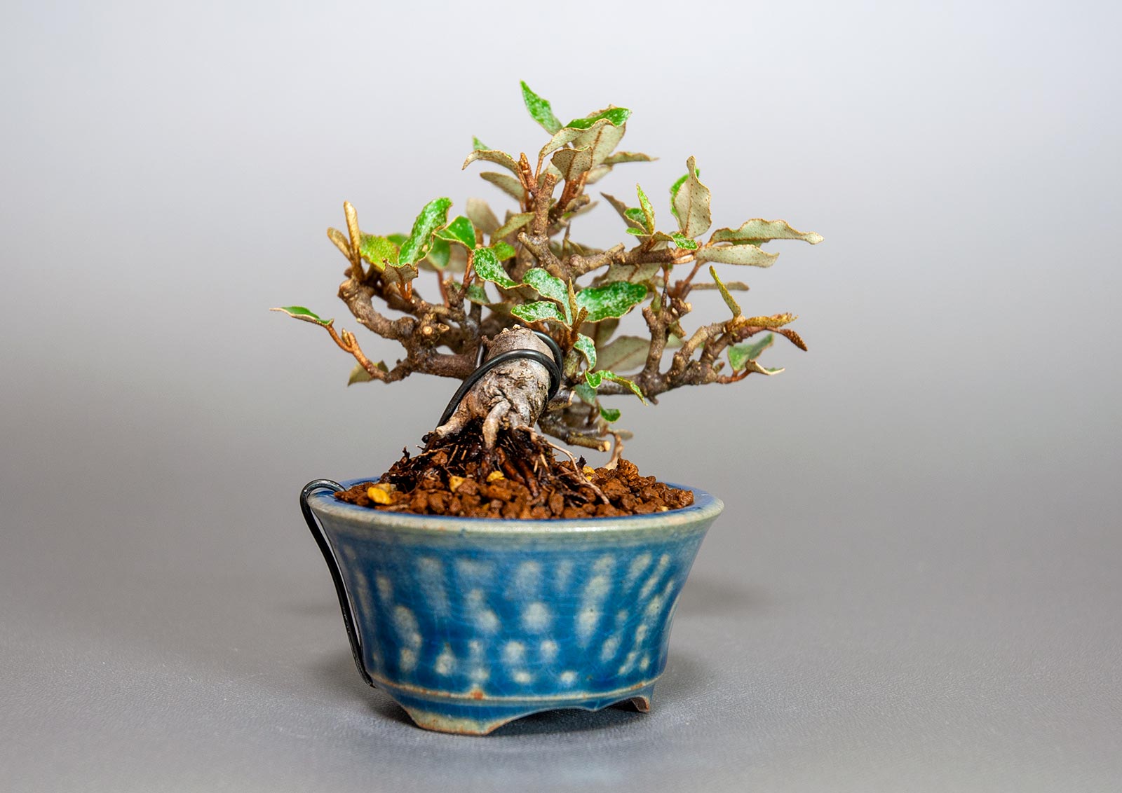 盆栽・カングミ-I1（かんぐみ・寒茱萸）実もの盆栽を左側から見た景色・Eleagnus pungens bonsai