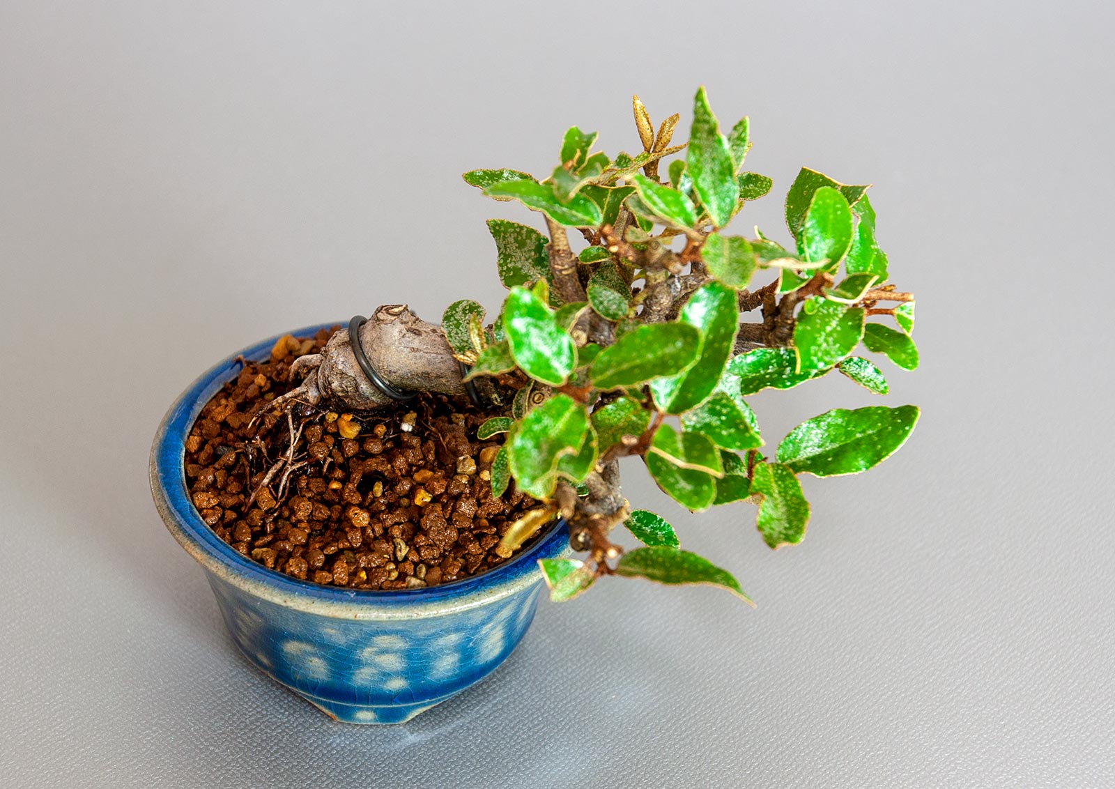 盆栽・カングミ-I1（かんぐみ・寒茱萸）実もの盆栽を別側から見た景色・Eleagnus pungens bonsai