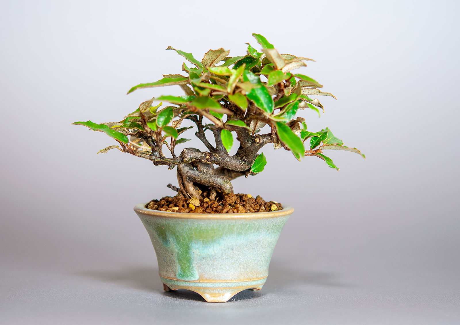 カングミ-J1（かんぐみ・寒茱萸）実もの盆栽の販売と育て方・作り方・Eleagnus pungens bonsai