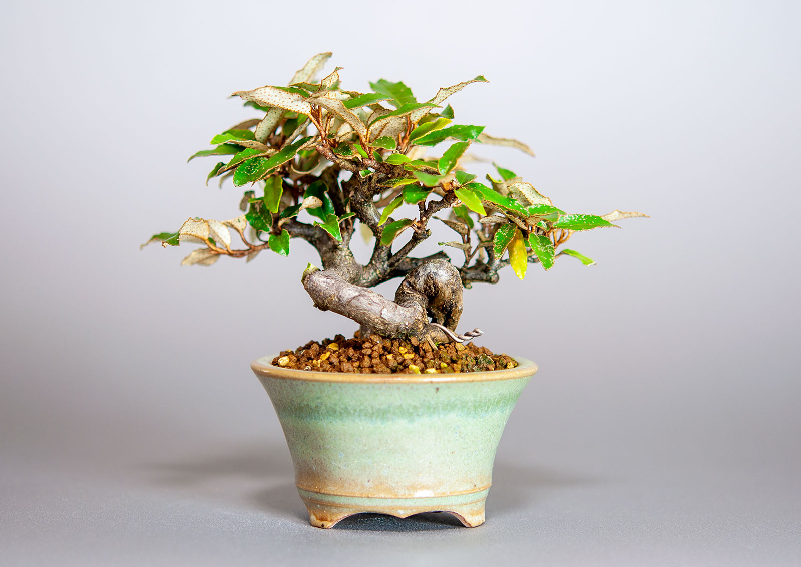 盆栽・カングミ-J1（かんぐみ・寒茱萸）実もの盆栽を裏側から見た景色・Eleagnus pungens bonsai