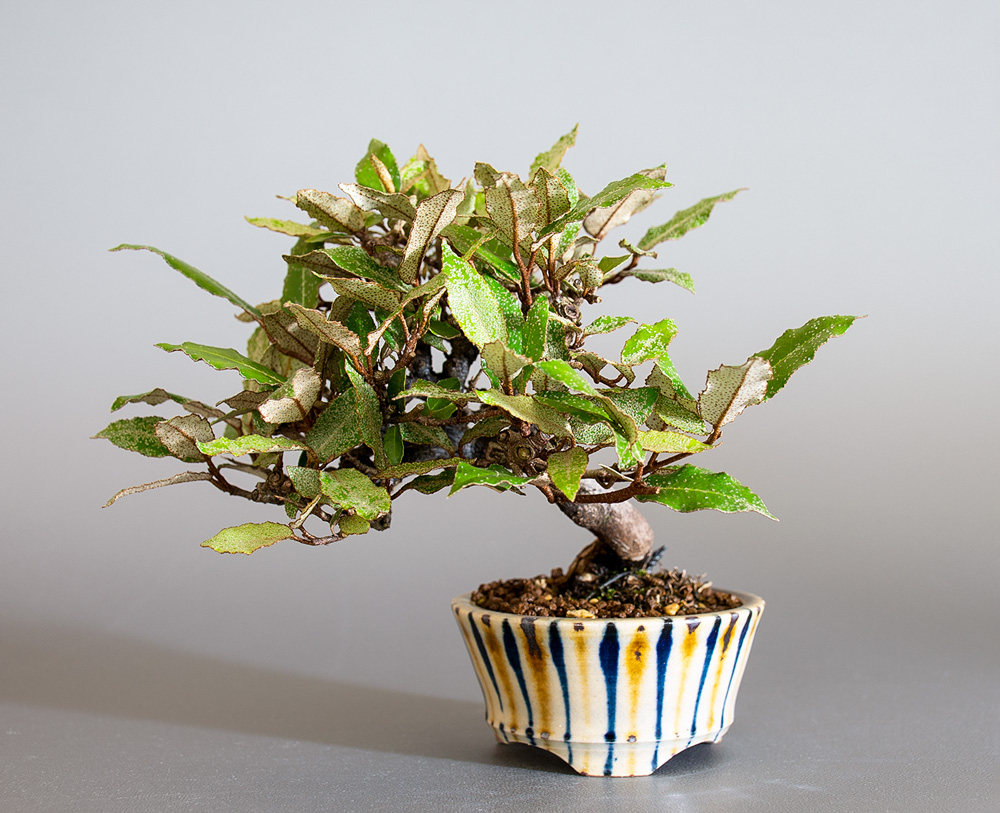 カングミ-K1（かんぐみ・寒茱萸）実もの盆栽の販売と育て方・作り方・Eleagnus pungens bonsai