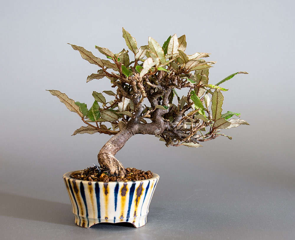 カングミ-K1（かんぐみ・寒茱萸）実もの盆栽を裏側から見た景色・Eleagnus pungens bonsai