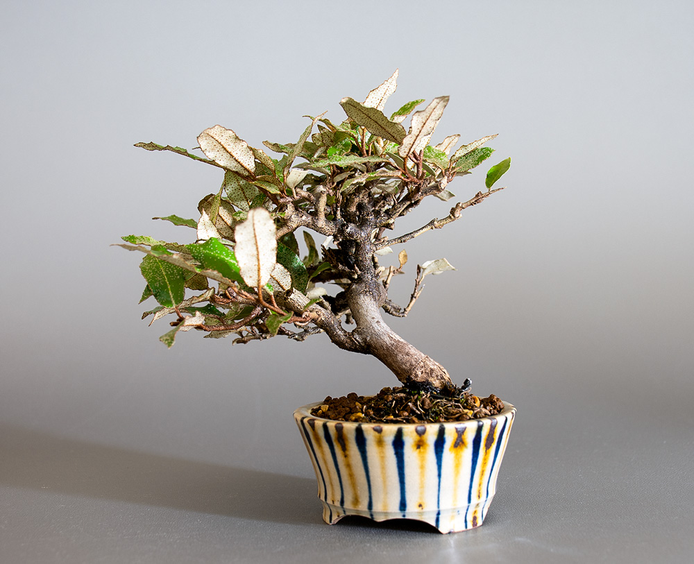 カングミ-K1（かんぐみ・寒茱萸）実もの盆栽を右側から見た景色・Eleagnus pungens bonsai