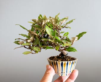 カングミ-k1（かんぐみ・寒茱萸）盆栽の樹作りの参考樹形・Eleagnus pungens Best bonsai