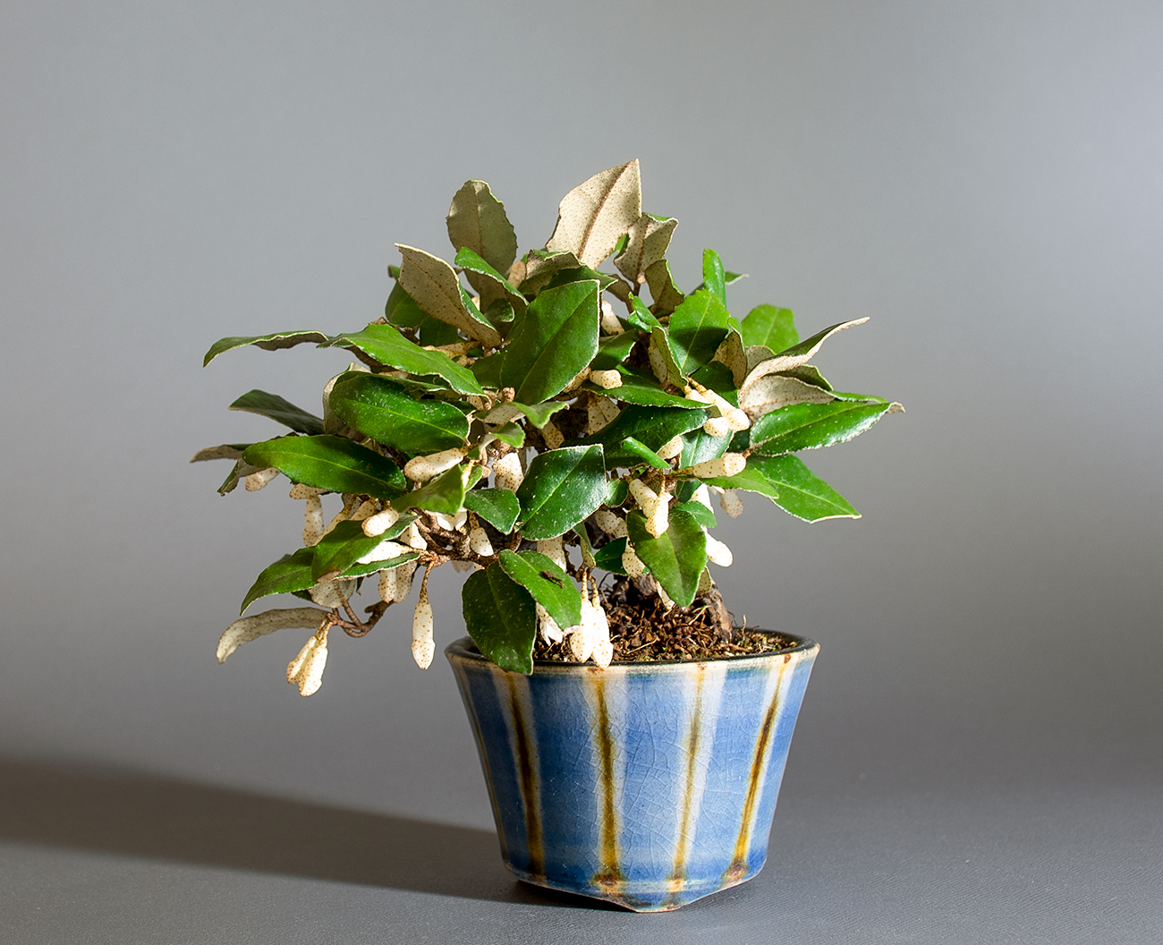 カングミ-L1（かんぐみ・寒茱萸）実もの盆栽の販売と育て方・作り方・Eleagnus pungens bonsai