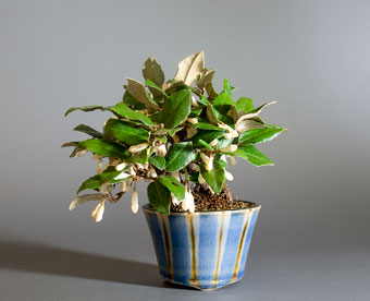 カングミ-L1（かんぐみ・寒茱萸）盆栽の樹作りの参考樹形・Eleagnus pungens Best bonsai