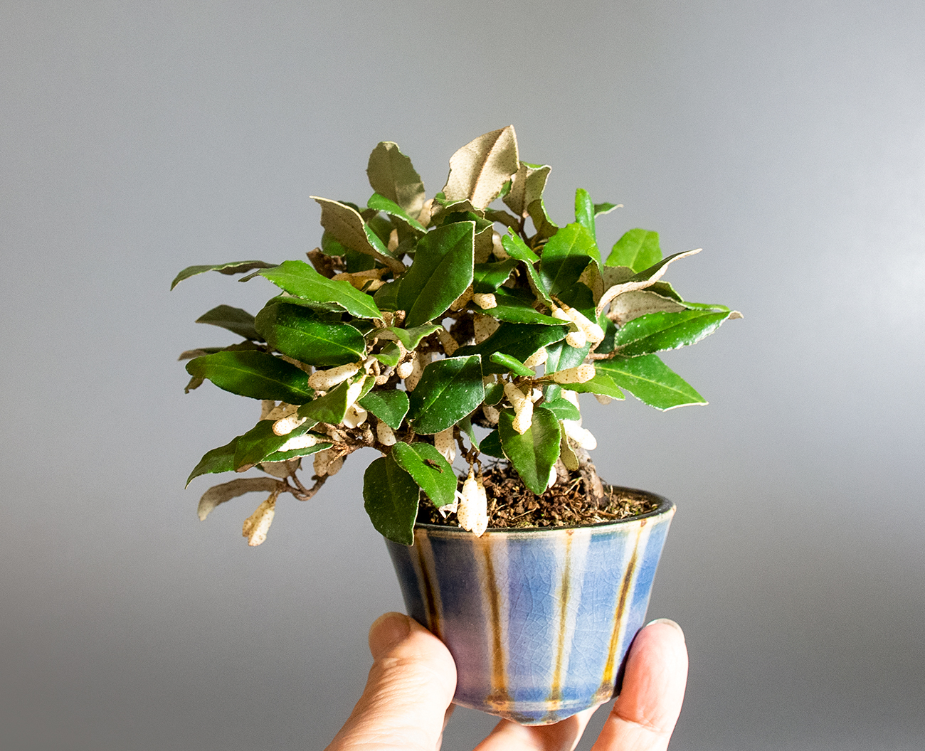 ミニ盆栽・カングミ-L1（かんぐみ・寒茱萸）実もの盆栽の手乗りの景色・Eleagnus pungens bonsai