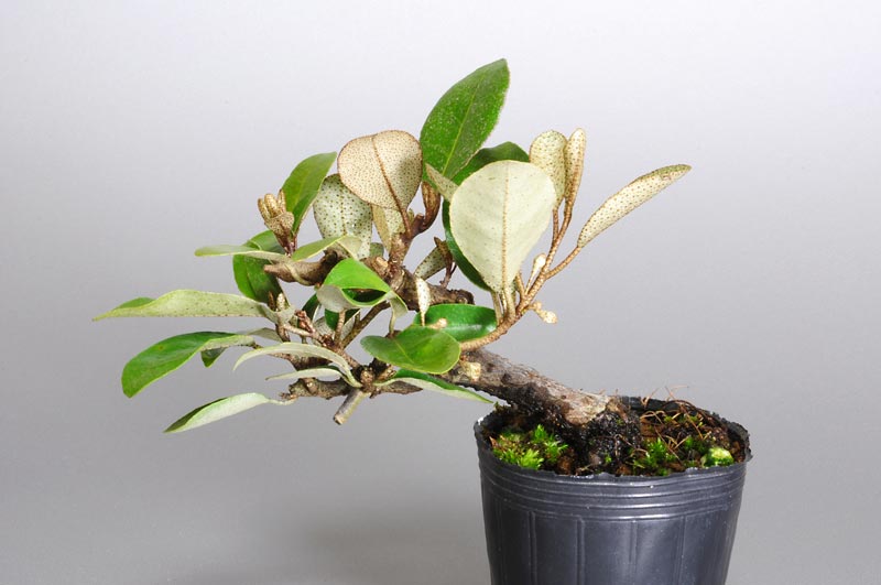 カングミ-U（かんぐみ・寒茱萸）実もの盆栽の販売と育て方・作り方・Eleagnus pungens bonsai