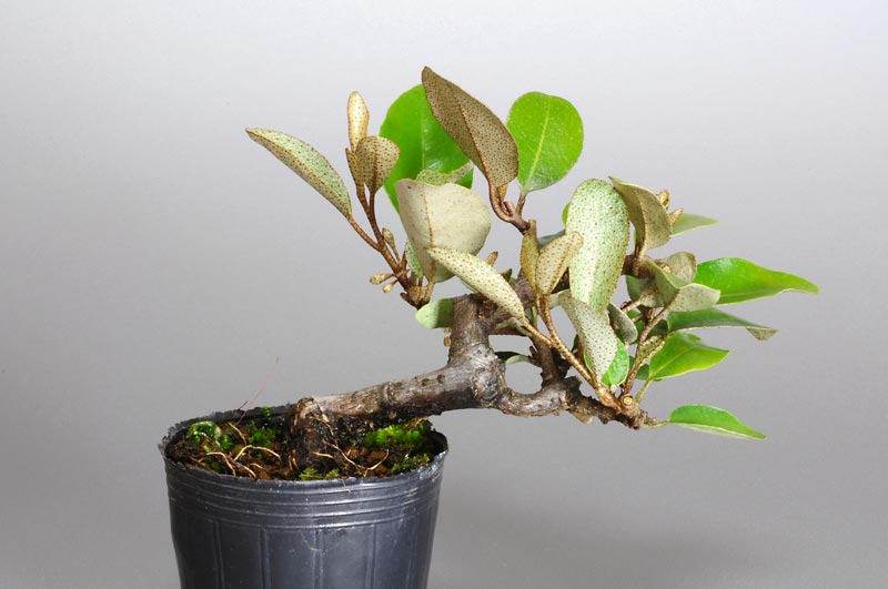 カングミ-U（かんぐみ・寒茱萸）実もの盆栽を裏側から見た景色・Eleagnus pungens bonsai