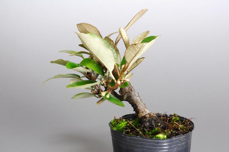 カングミ-U（かんぐみ・寒茱萸）実もの盆栽を右側から見た景色・Eleagnus pungens bonsai