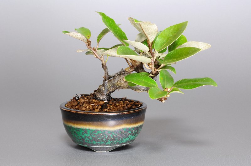 カングミV-1（かんぐみ・寒茱萸）の販売と育て方・作り方・Eleagnus pungens bonsai
