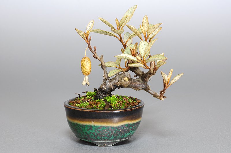 カングミV-2（かんぐみ・寒茱萸）の販売と育て方・作り方・Eleagnus pungens bonsai