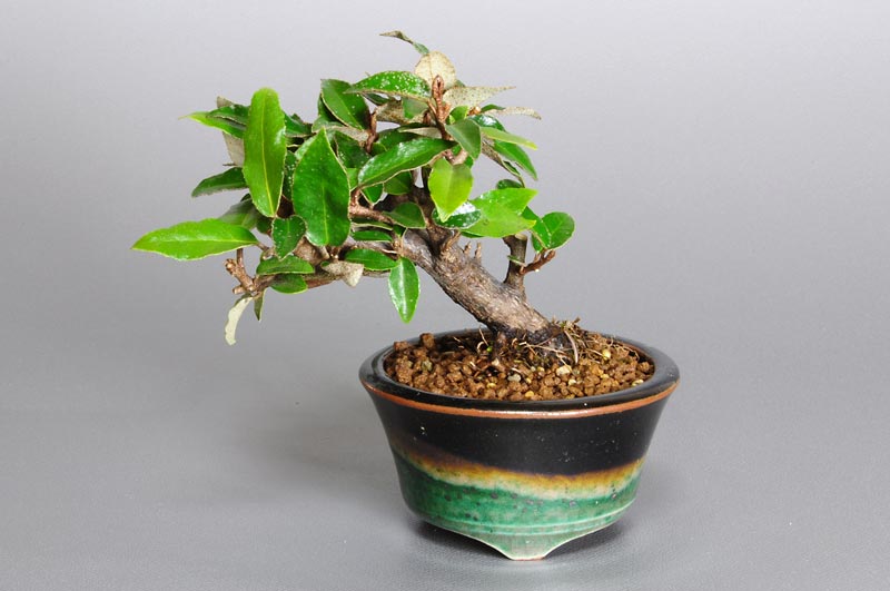カングミX-1（かんぐみ・寒茱萸）実もの盆栽の販売と育て方・作り方・Eleagnus pungens bonsai