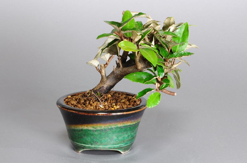 ミニ盆栽・カングミX-1（かんぐみ・寒茱萸）実もの盆栽を裏側から見た景色・Eleagnus pungens bonsai