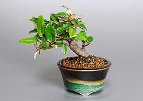 ミニ盆栽・カングミX（かんぐみ・寒茱萸）実もの盆栽の成長記録-1・Eleagnus pungens bonsai