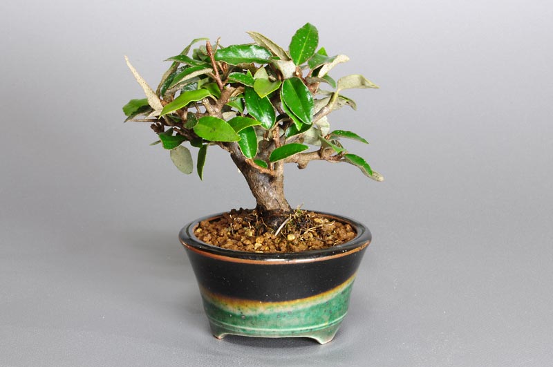 ミニ盆栽・カングミX-1（かんぐみ・寒茱萸）実もの盆栽を右側から見た景色・Eleagnus pungens bonsai