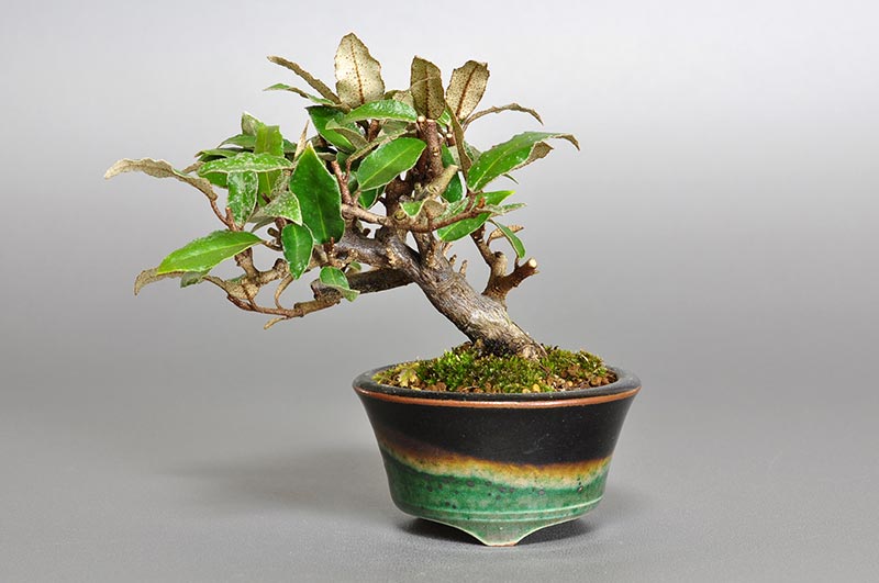 カングミX-2（かんぐみ・寒茱萸）実もの盆栽の販売と育て方・作り方・Eleagnus pungens bonsai