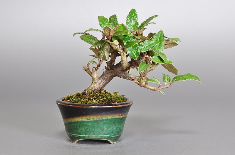 ミニ盆栽・カングミX-2（かんぐみ・寒茱萸）実もの盆栽を裏側から見た景色・Eleagnus pungens bonsai