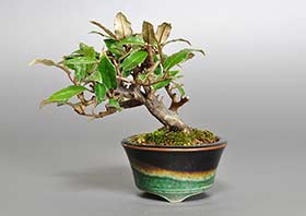 ミニ盆栽・カングミX（かんぐみ・寒茱萸）実もの盆栽の成長記録-2・Eleagnus pungens bonsai