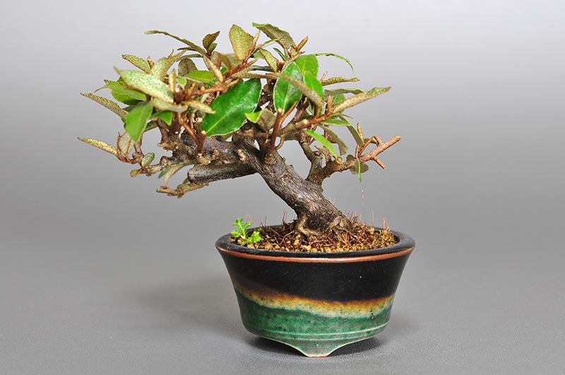 カングミX-3（かんぐみ・寒茱萸）実もの盆栽の販売と育て方・作り方・Eleagnus pungens bonsai