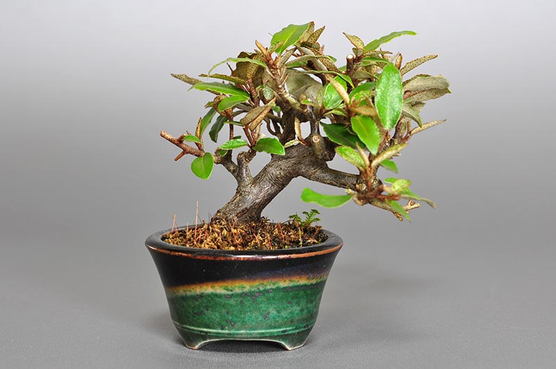 ミニ盆栽・カングミX-3（かんぐみ・寒茱萸）実もの盆栽を裏側から見た景色・Eleagnus pungens bonsai