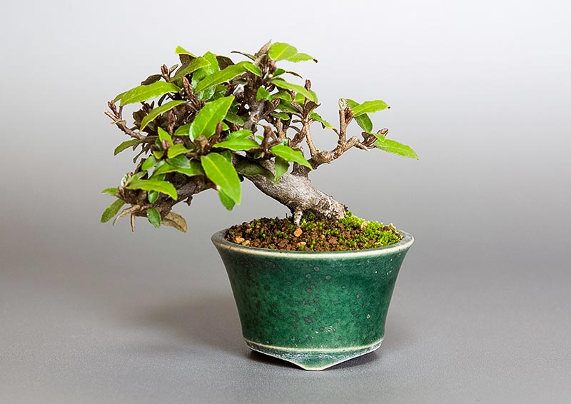 カングミX（かんぐみ・寒茱萸）実もの盆栽の販売と育て方・作り方・Eleagnus pungens bonsai