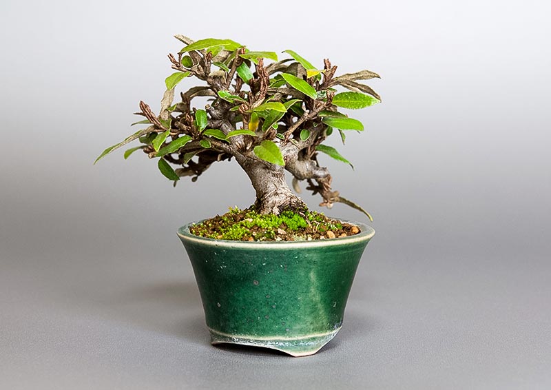 ミニ盆栽・カングミX（かんぐみ・寒茱萸）実もの盆栽を右側から見た景色・Eleagnus pungens bonsai