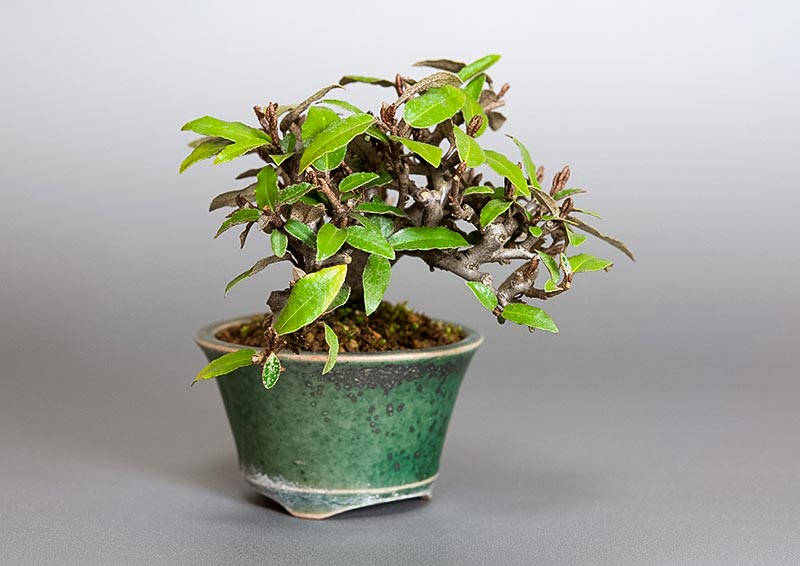 ミニ盆栽・カングミX（かんぐみ・寒茱萸）実もの盆栽を左側から見た景色・Eleagnus pungens bonsai