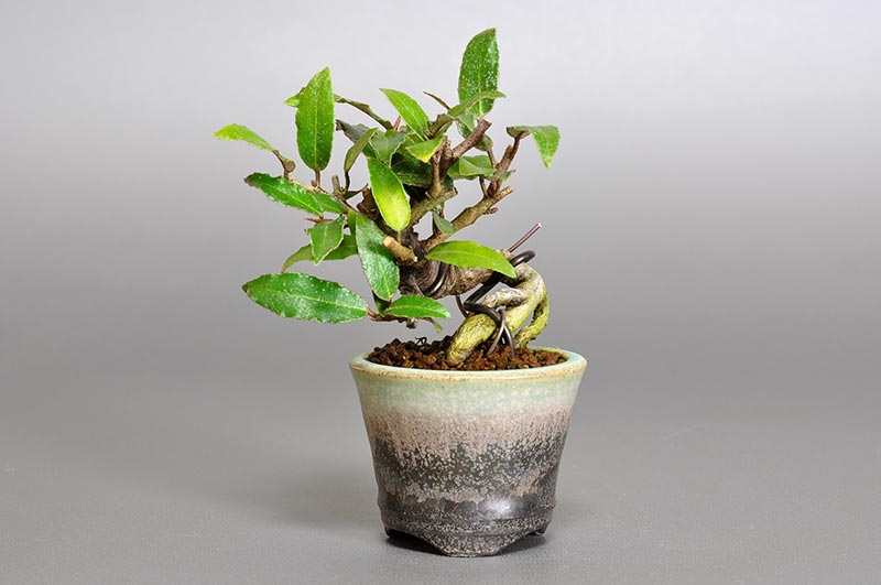 カングミY-1（かんぐみ・寒茱萸）実もの盆栽の販売と育て方・作り方・Eleagnus pungens bonsai photo