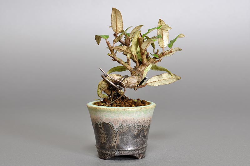 カングミY-1（かんぐみ・寒茱萸）実もの盆栽を裏側から見た景色・Eleagnus pungens bonsai photo
