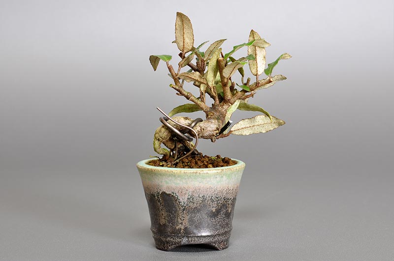 カングミY-1（かんぐみ・寒茱萸）実もの盆栽を裏側から見た景色・Eleagnus pungens bonsai photo