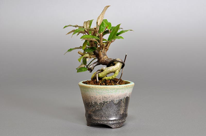 カングミY-1（かんぐみ・寒茱萸）実もの盆栽を右側から見た景色・Eleagnus pungens bonsai photo