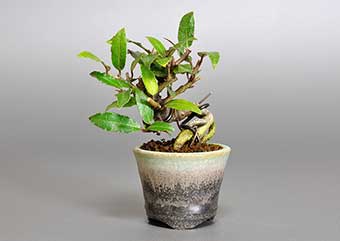 カングミY（かんぐみ・寒茱萸）実もの盆栽の成長記録-1・Eleagnus pungens bonsai photo