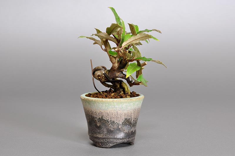 カングミY-1（かんぐみ・寒茱萸）実もの盆栽を左側から見た景色・Eleagnus pungens bonsai photo