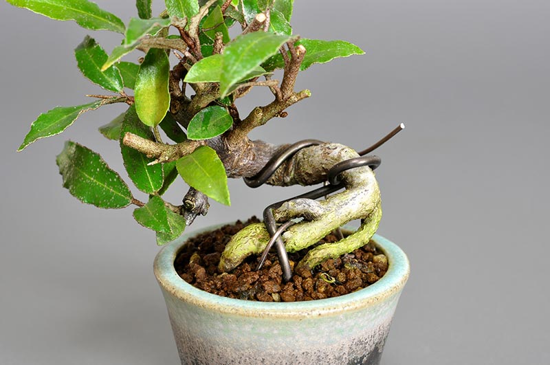 カングミY-1（かんぐみ・寒茱萸）実もの盆栽を拡大して見た景色・Eleagnus pungens bonsai photo