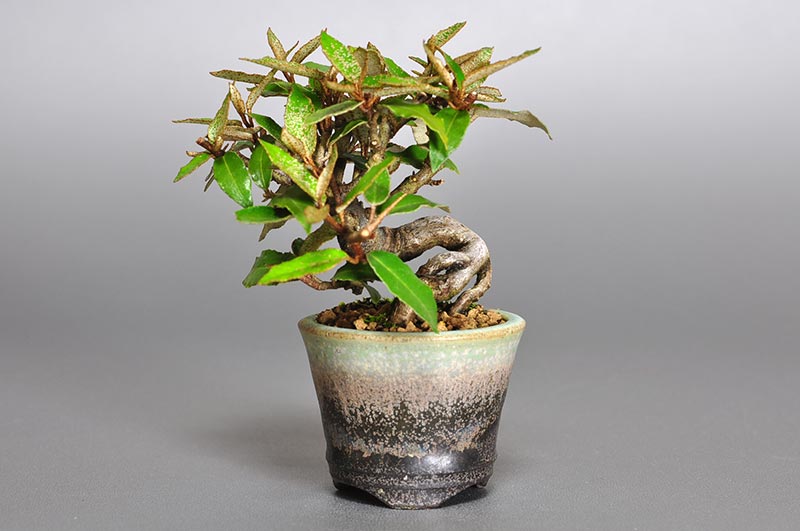 カングミY（かんぐみ・寒茱萸）実もの盆栽の販売と育て方・作り方・Eleagnus pungens bonsai photo