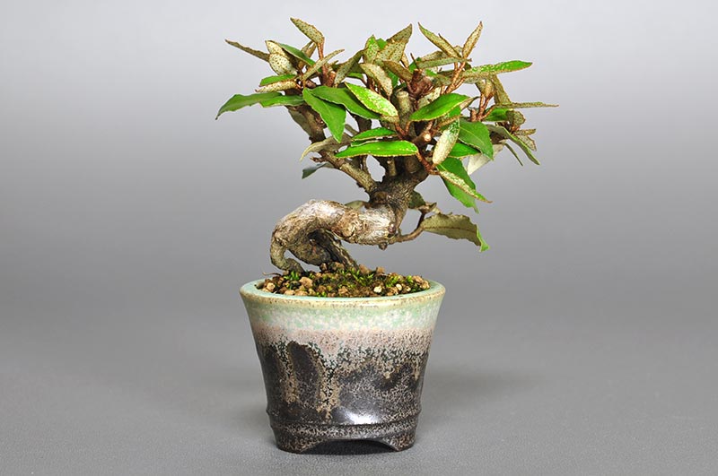 カングミY（かんぐみ・寒茱萸）実もの盆栽を裏側から見た景色・Eleagnus pungens bonsai photo