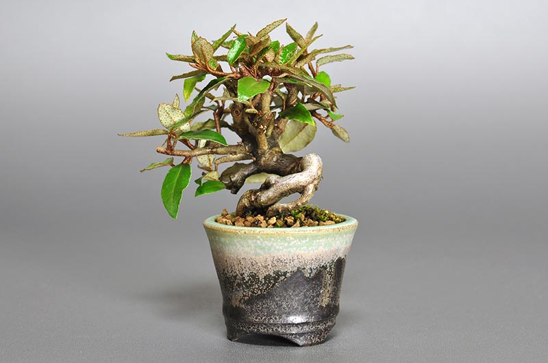 カングミY（かんぐみ・寒茱萸）実もの盆栽を右側から見た景色・Eleagnus pungens bonsai photo