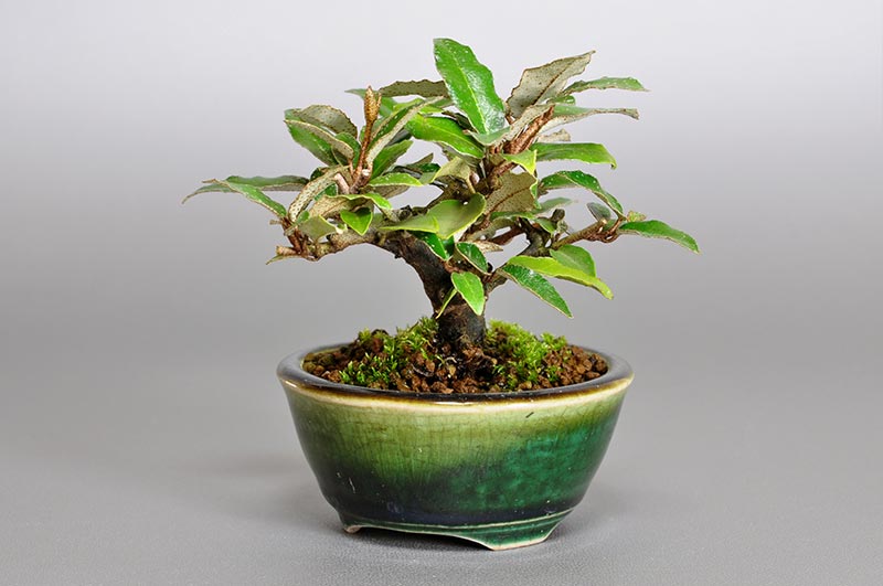 カングミ-Z（かんぐみ・寒茱萸）実もの盆栽を右側から見た景色・Eleagnus pungens bonsai