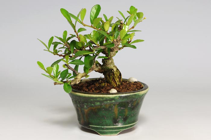 ハリツルマサキC（はりつるまさき・針蔓柾）ミニ盆栽の販売と育て方・作り方・Maytenus diversifolia bonsai photo