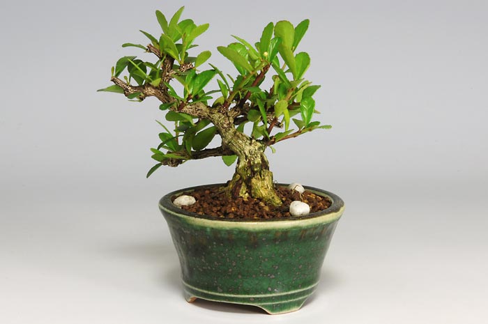 ハリツルマサキC（はりつるまさき・針蔓柾）ミニ盆栽を裏側から見た景色・Maytenus diversifolia bonsai photo