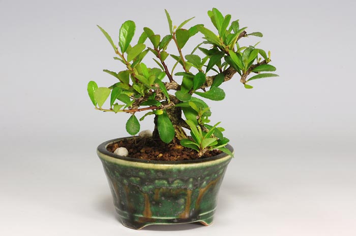 ハリツルマサキC（はりつるまさき・針蔓柾）ミニ盆栽を裏側から見た景色・Maytenus diversifolia bonsai photo