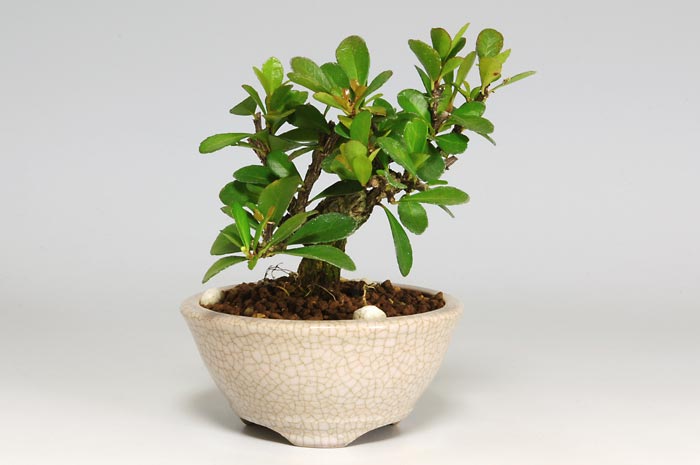 ハリツルマサキD-1（はりつるまさき・針蔓柾）実もの盆栽の販売と育て方・作り方・Maytenus diversifolia bonsai