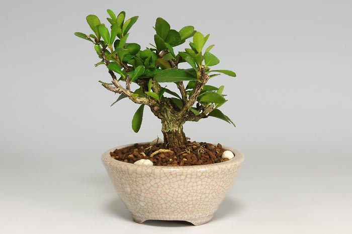 ハリツルマサキD-1（はりつるまさき・針蔓柾）実もの盆栽を裏側から見た景色・Maytenus diversifolia bonsai